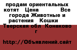 продам ориентальных котят › Цена ­ 5 000 - Все города Животные и растения » Кошки   . Тверская обл.,Конаково г.